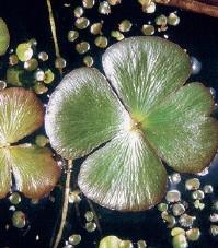 Krajinski park Rački ribniki - Požeg 7